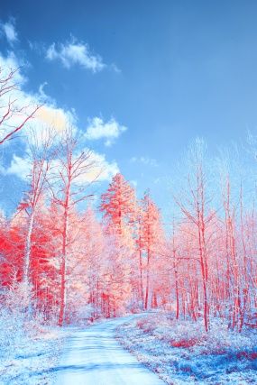 冬日唯美风景图片